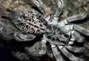 Павук бабуль - отруйний павук