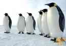 Пінгвіни - кінгс південного полюса