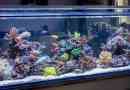 Плюси та мінуси акваріума вдома і які вони приходять