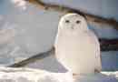 Полярна сова (біла)