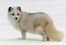 Полярний лесен (полярна лисиця)