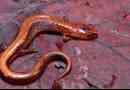 Повзає або лісовий саламандр