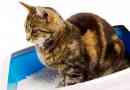 Діарея на кішці: причини, лікування вдома