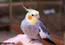 Parrot corella bird. Опис, особливості, догляд та ціна папуга corella