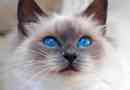 Породи котів з блакитними очима