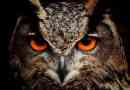 5 Міфів і забобонів про сови