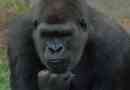 Людський предк має схожість з горилою