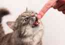 Причини агресивної поведінки в кішці, як вирішити проблему?