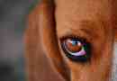 Причини, діагностика та лікування червоних очей у собаці