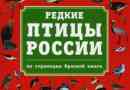 Птахи червоної книги росії