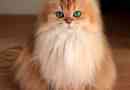 Пухнасті котячі породи