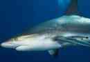 Риф карибський акула