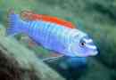 Риба labeotrofus: опис та вміст