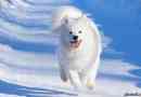 Samoyed laika породи собак. Опис, особливості, фотографії, догляд та ціна