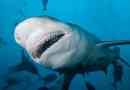 Кровожерні акули світу