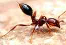 Найбільш небезпечні комахи світу