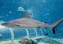 Сіра біла акула: фото хижацька