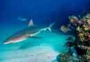 Сірий риф акул - ручний хижак?
