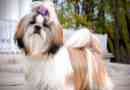 Shih tzu
