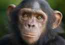 Шимпанзе
