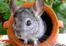 Шиншила тварина. Опис, особливості, догляд та ціна шиншили