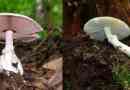 Подібність та відмінності блідо-вуса та шампіньйону
