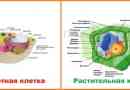 Подібність та відмінності в структурі рослин та клітин тварин
