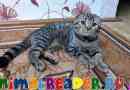 Шотландська кошка (шотландська складка): фото, розмноження опис