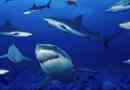Шведська акула населення знаходиться на межі вимирання