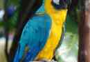 Синьо-жовтий ара - один з найяскравіших папуг