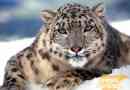 Сніг леопард, фотографії, цікаві факти