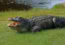 Сучасні алігатори майже не відрізняються від своїх давніх родичів