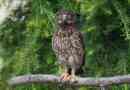 Relonoga owl