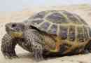 Земна черепаха