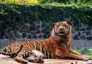 Суматранський тигр - смугастий ендемічний острів суматра