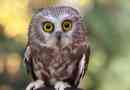 Сова - типи та фотографії птахів