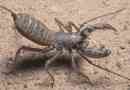 Гігантський теліпон - незвичайний скорпіон