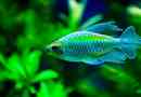 Тетра - яка риба вона є?