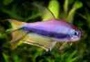 Королівська тетра - розкішні акваріумні риби