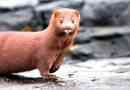 Топ-10 найцікавіших фактів про норки