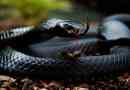 Топ 7 найбільш небезпечних змій світу