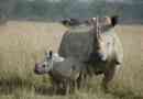 Трагічні новини у світі тварин - останній білий носоріг загинув у штаті каліфорнія