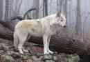 Тундровський вовк