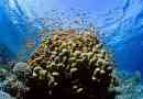 Вчені досліджують коралові рифи