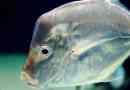 Вчені виявили невидиму рибу