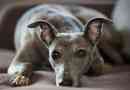 Собака породи whippet. Опис, особливості, види, догляд та ціна wippet