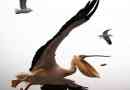 Українська поліція шукає людей, які влаштували постріл пеліканів у шоці