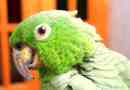 У болівії живе найпопулярніший папуга