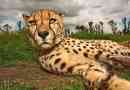У ефіопії було виявлено чорну гепарду