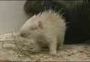 У зоопарку пенза народився білим dico